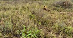 Prime 50×100 Plots (Neema Garden Matuu)